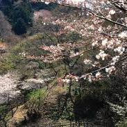 ヤマザクラ(山桜)