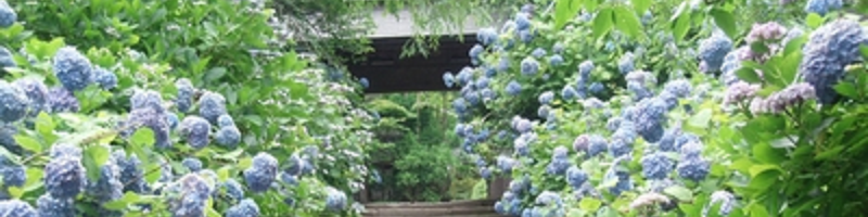 鎌倉の花の名所